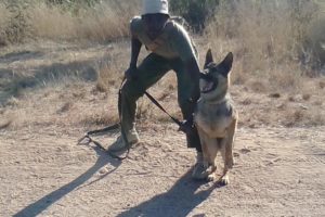 Domestic Dogs to Protect Painted Dogs