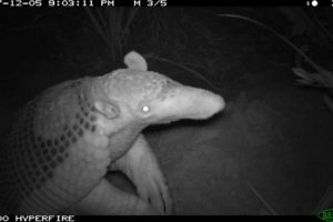 Everything is Bigger in Texas, Except our Animals! How You and the Zoo are Saving Giant Anteaters and Giant Armadillos in the Wild