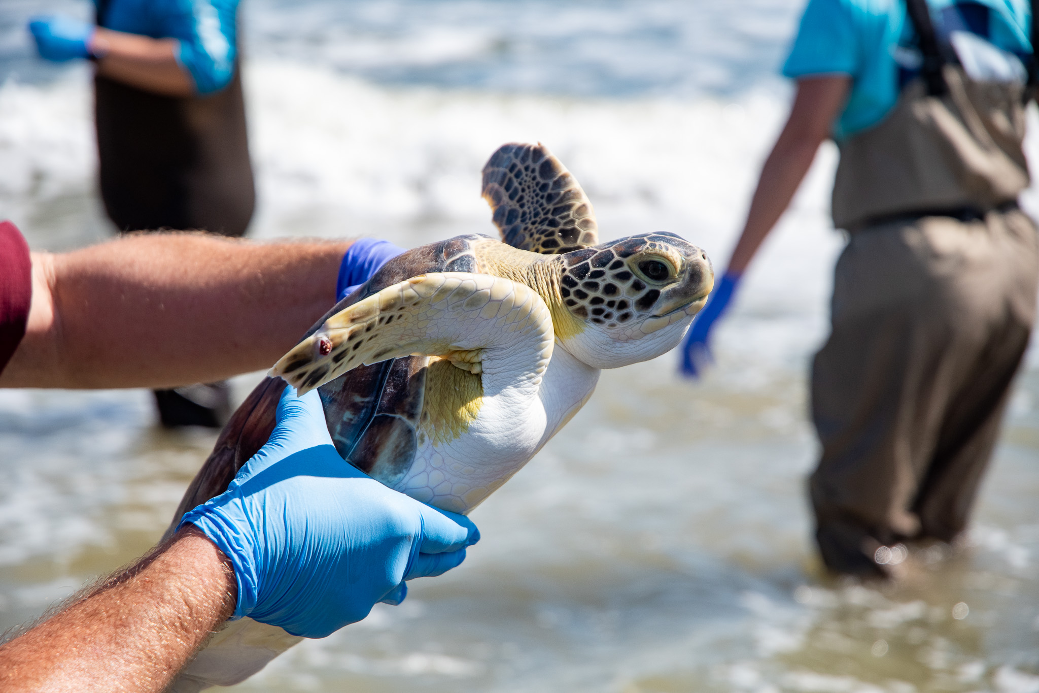 A Second Chance at Life - The Houston Zoo