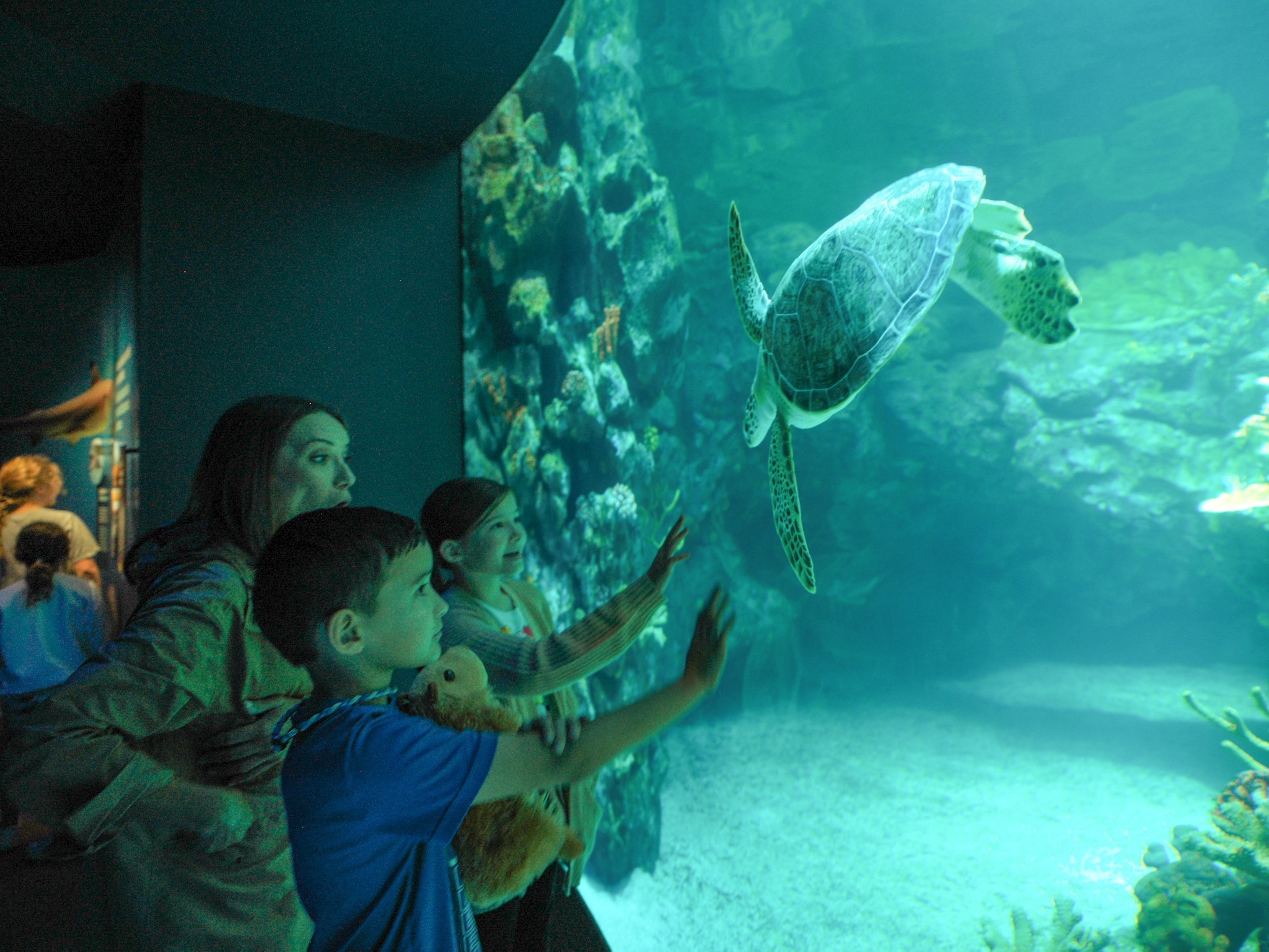 Houston Zoo’s Sea Turtle-Saving Summer - The Houston Zoo