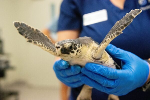 Sea Turtle - The Houston Zoo