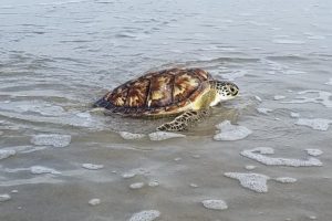 Houston Zoo’s First Sea Turtle Release of 2020