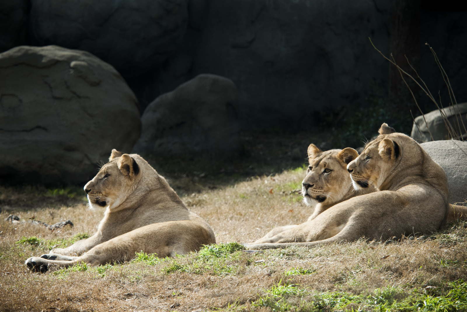 PRIDE Saving Lions in the Wild The Houston Zoo
