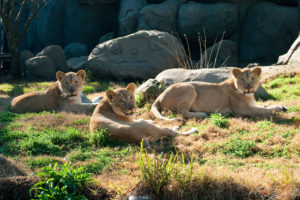 Zoo Sprouts! Lovely Lions! (18-23 month olds)