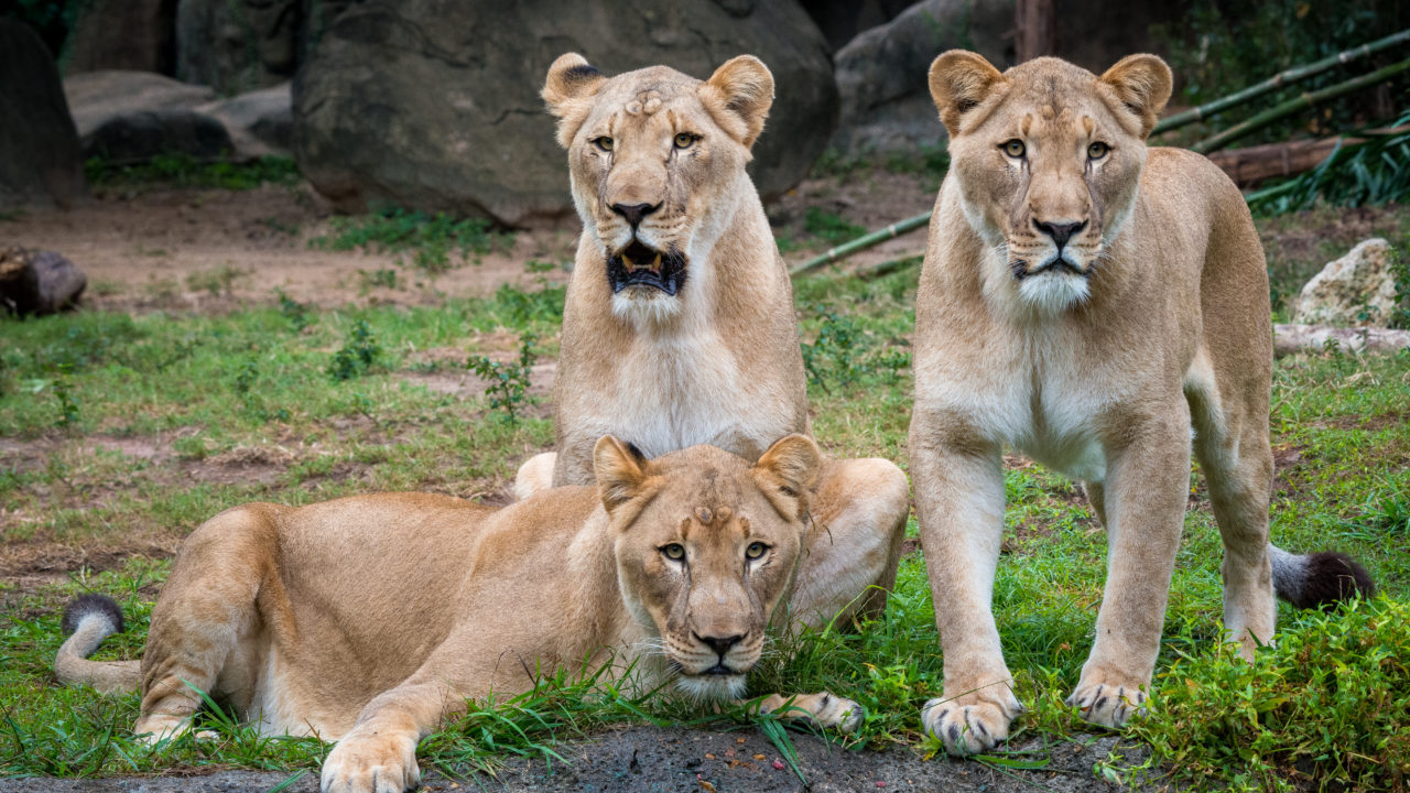 Zoo Sprouts! Lovely Lions (2-3 years) - The Houston Zoo