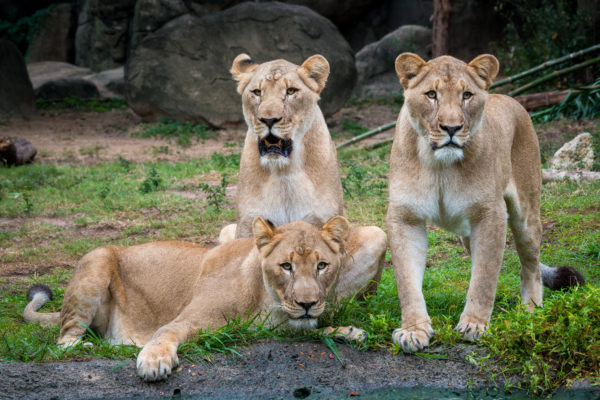 Protect the Pride - The Houston Zoo