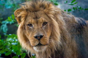 Zoo Sprouts! Lovely Lions (4-5 years)