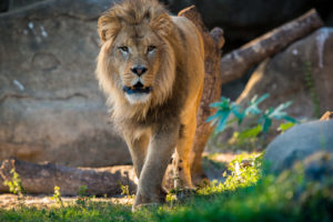Evening Chill: Lions, Tigers and Bears