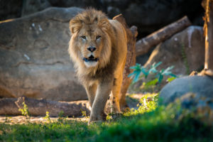 African Lion