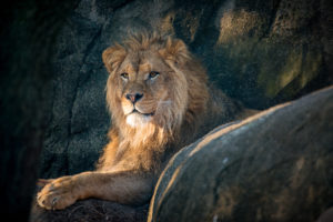 Lion and Cougar Spotlight on Species (SOS)