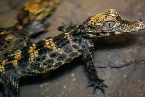 African Dwarf Crocodile