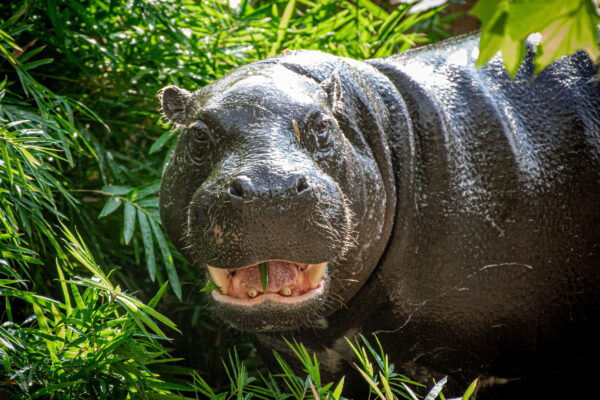 Hippo-Awesome-Mus News