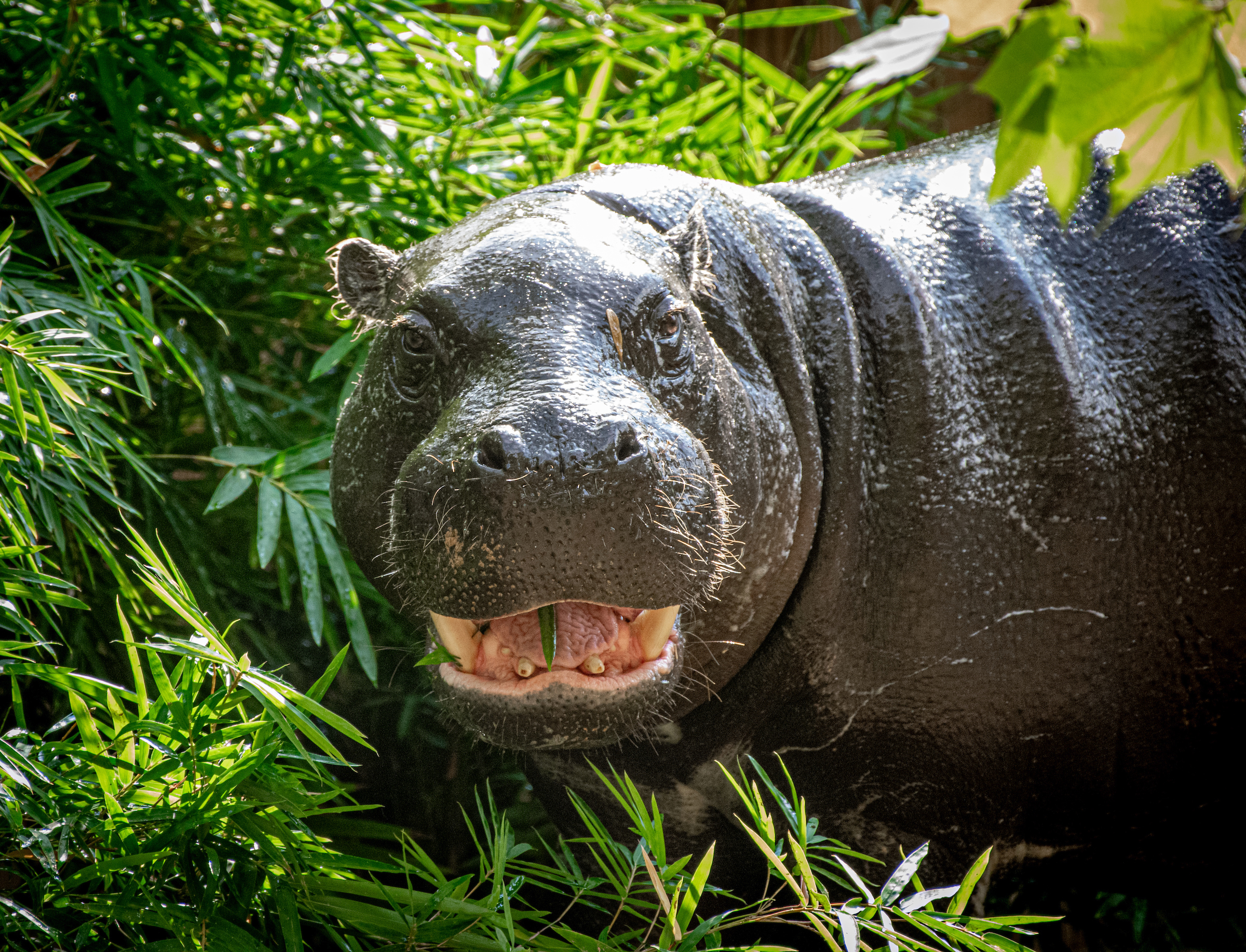 Hippo outlet