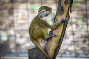 Swinging into Monkey Day - The Houston Zoo