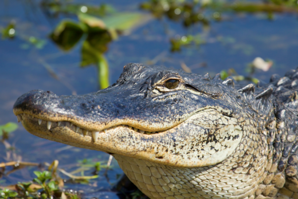 Animal Encounters - The Houston Zoo