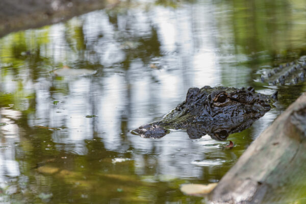 Houston Zoo Celebrates 713 Day Weekend with $7.13 Tickets