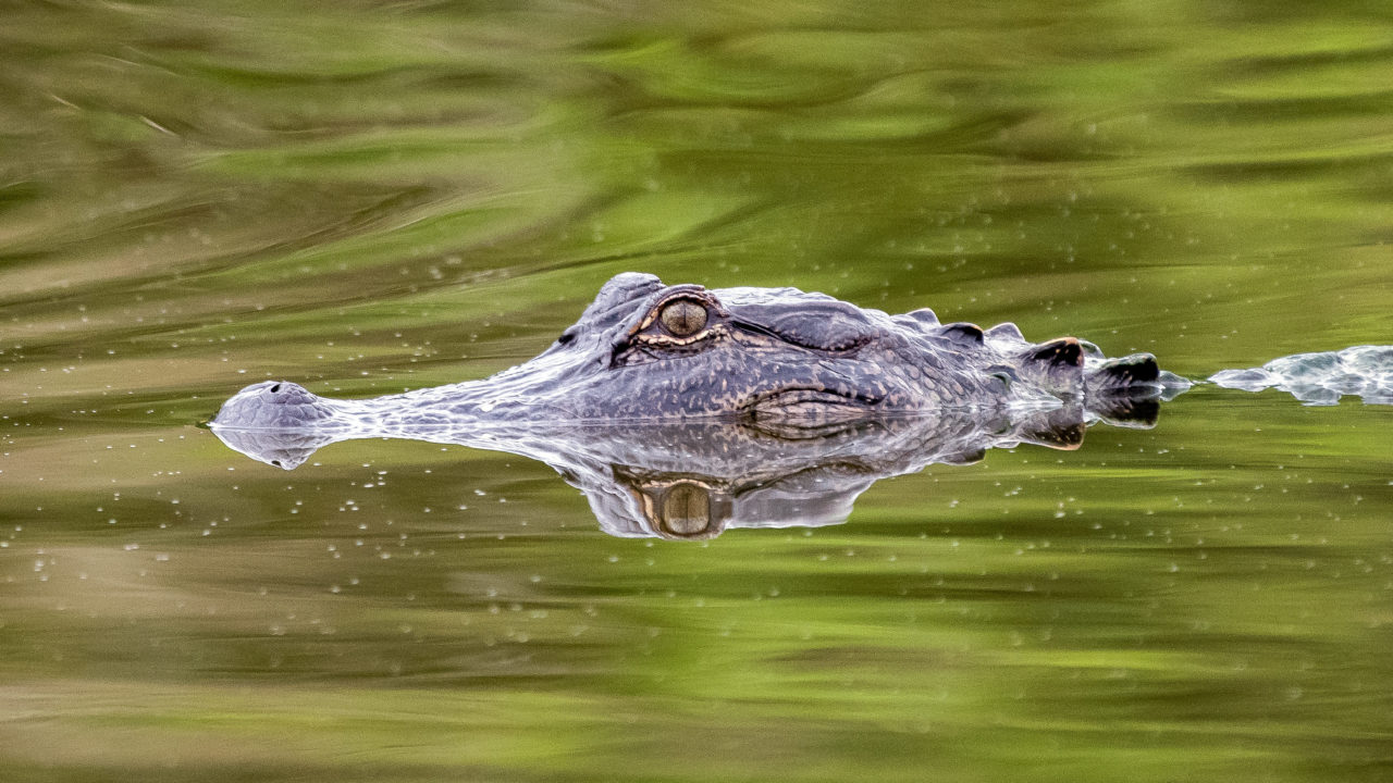 american alligator swimming in water
