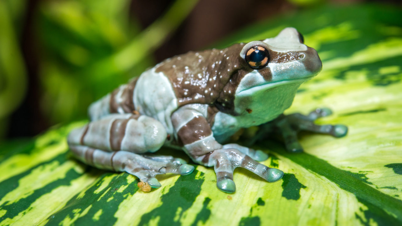 Amazon milk frog sitting on leaf