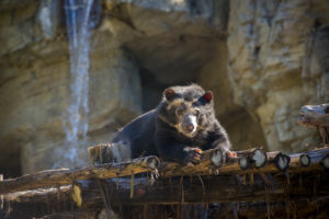 Patty Bear Dies After Long Life