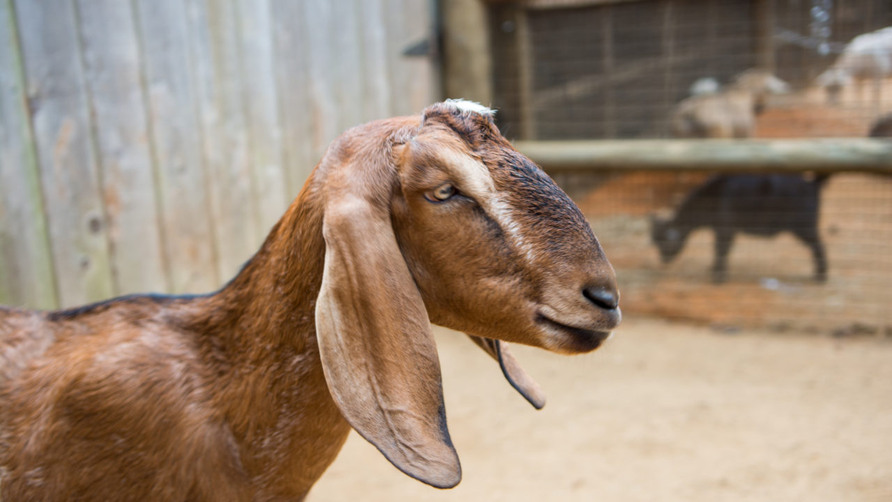 Nubian Goat - The Houston Zoo