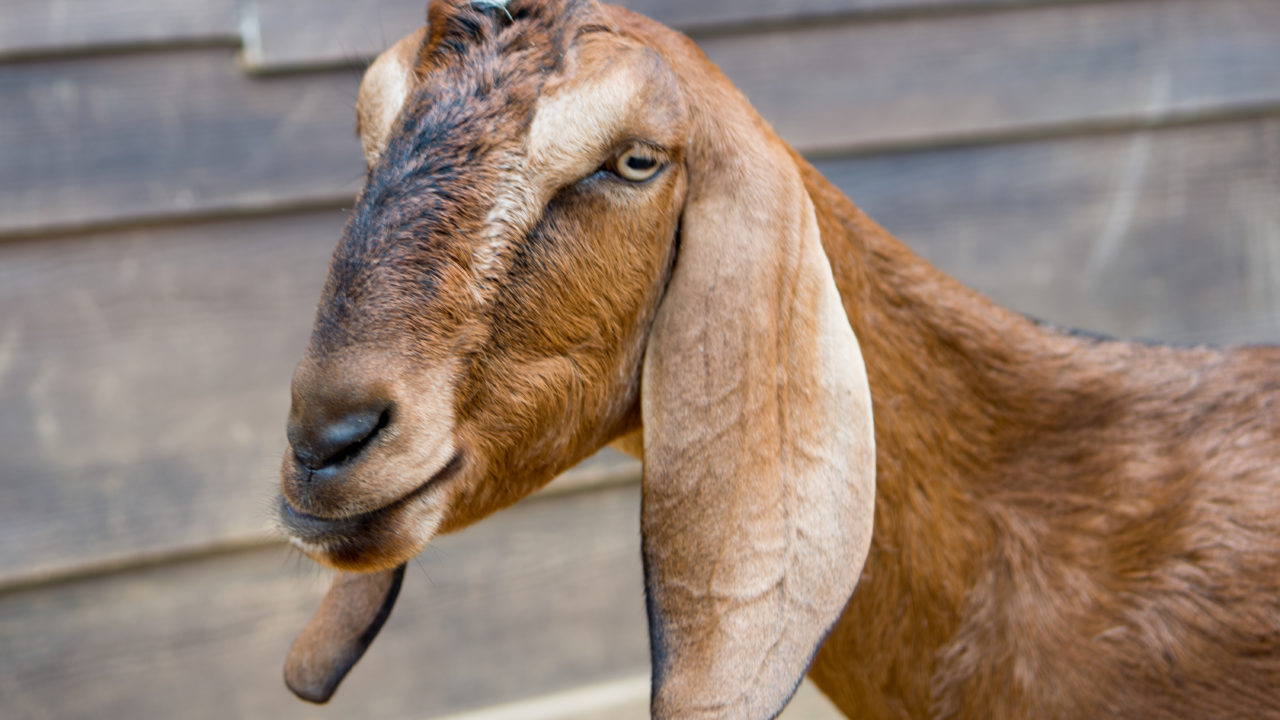 up-close shot of Nubuian goat in Children's Zoo goat yard