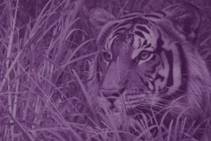 Asante Society – Prowl with the Predators