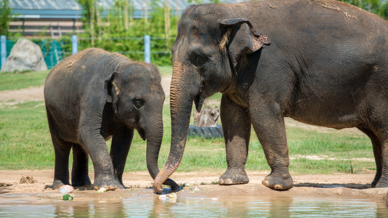 young Asian elephant with adult Asian elephant near water