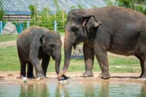 Asian Elephant