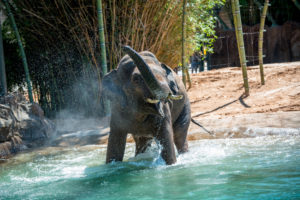 Elephant Open House