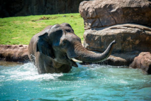 World Elephant Day at the Zoo