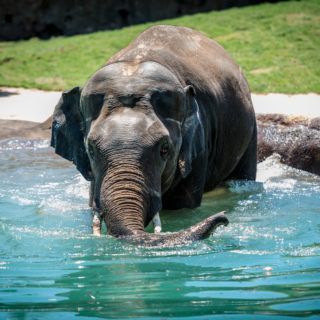 Asian Elephant - The Houston Zoo