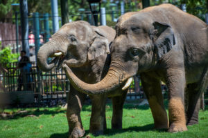 Enormous Elephants