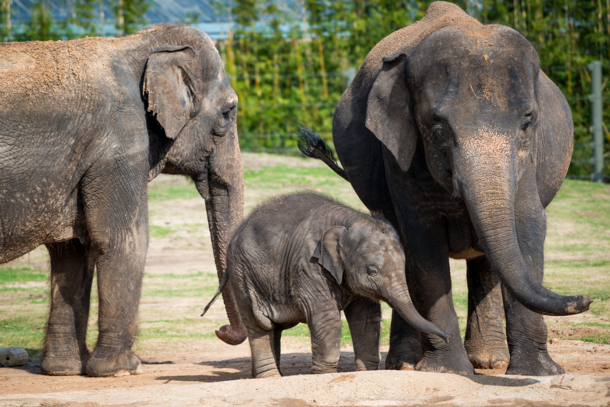 Life-saving Protocols Activated to Save Baby Elephant - The