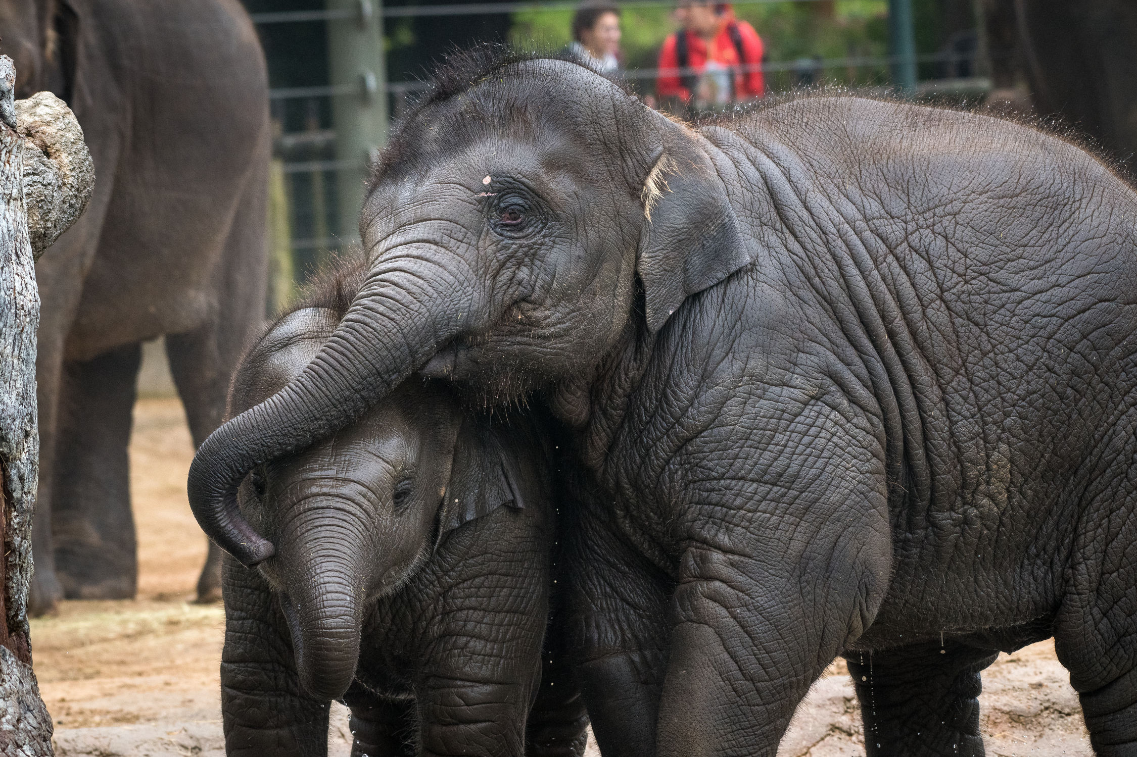 Life-saving Protocols Activated to Save Baby Elephant - The Houston Zoo