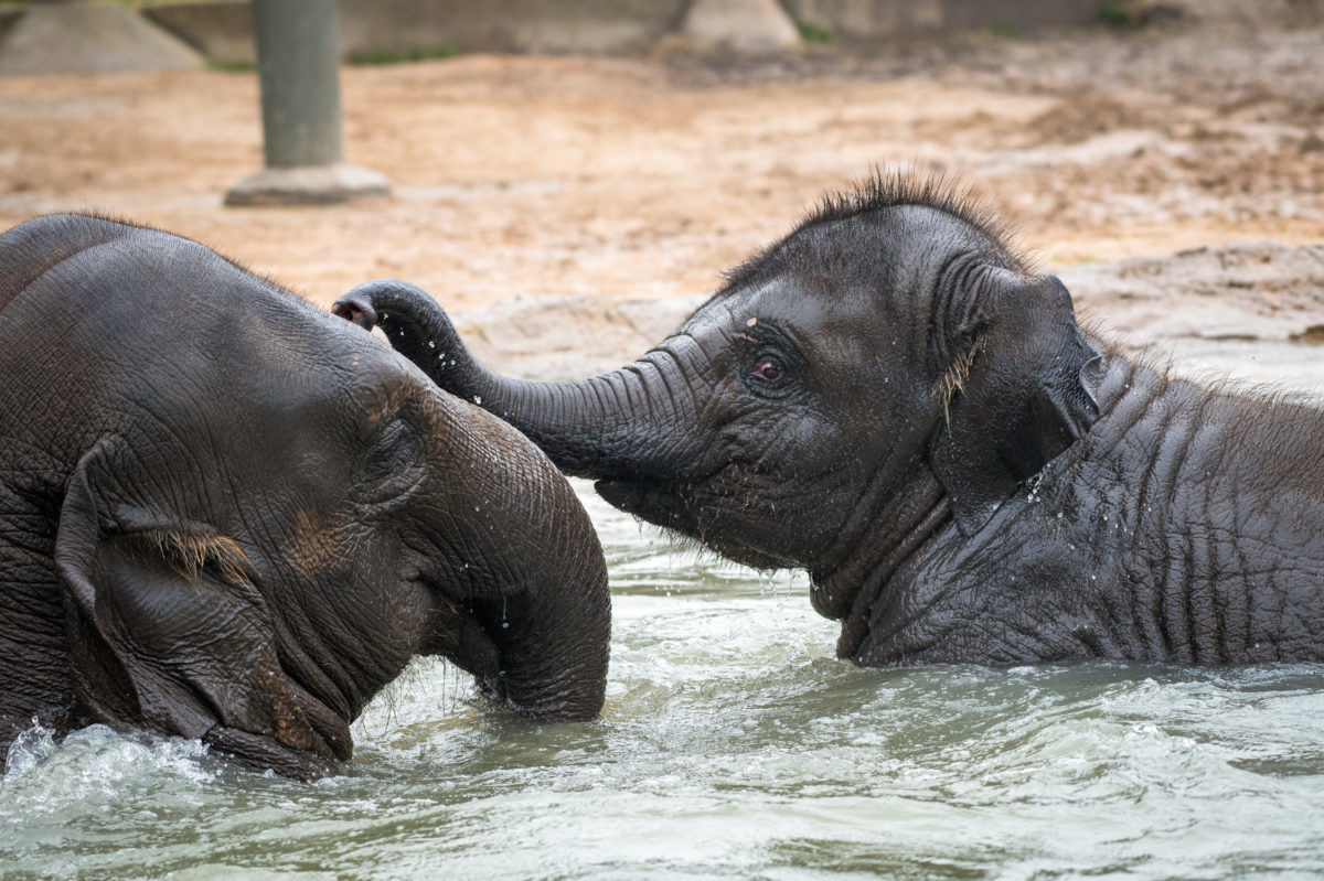 Saving Baby Elephants from a Deadly Herpes Virus