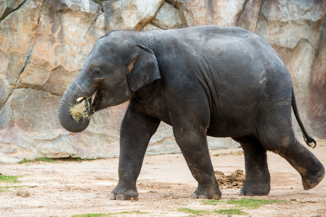 virtual field trip to zoo for kindergarten