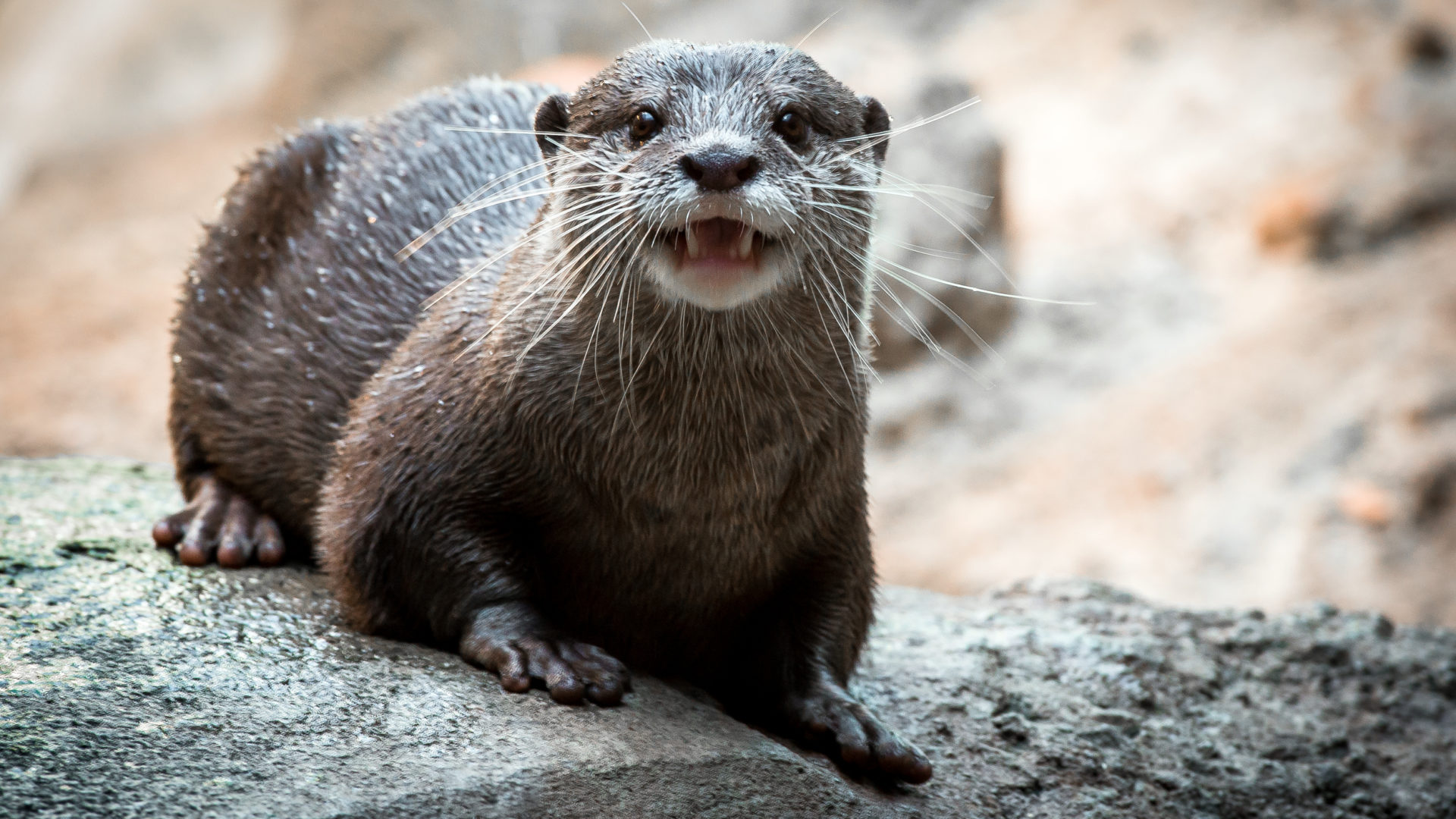 Carruth Natural Encounters - The Houston Zoo