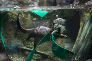 Asian Small-Clawed Otter