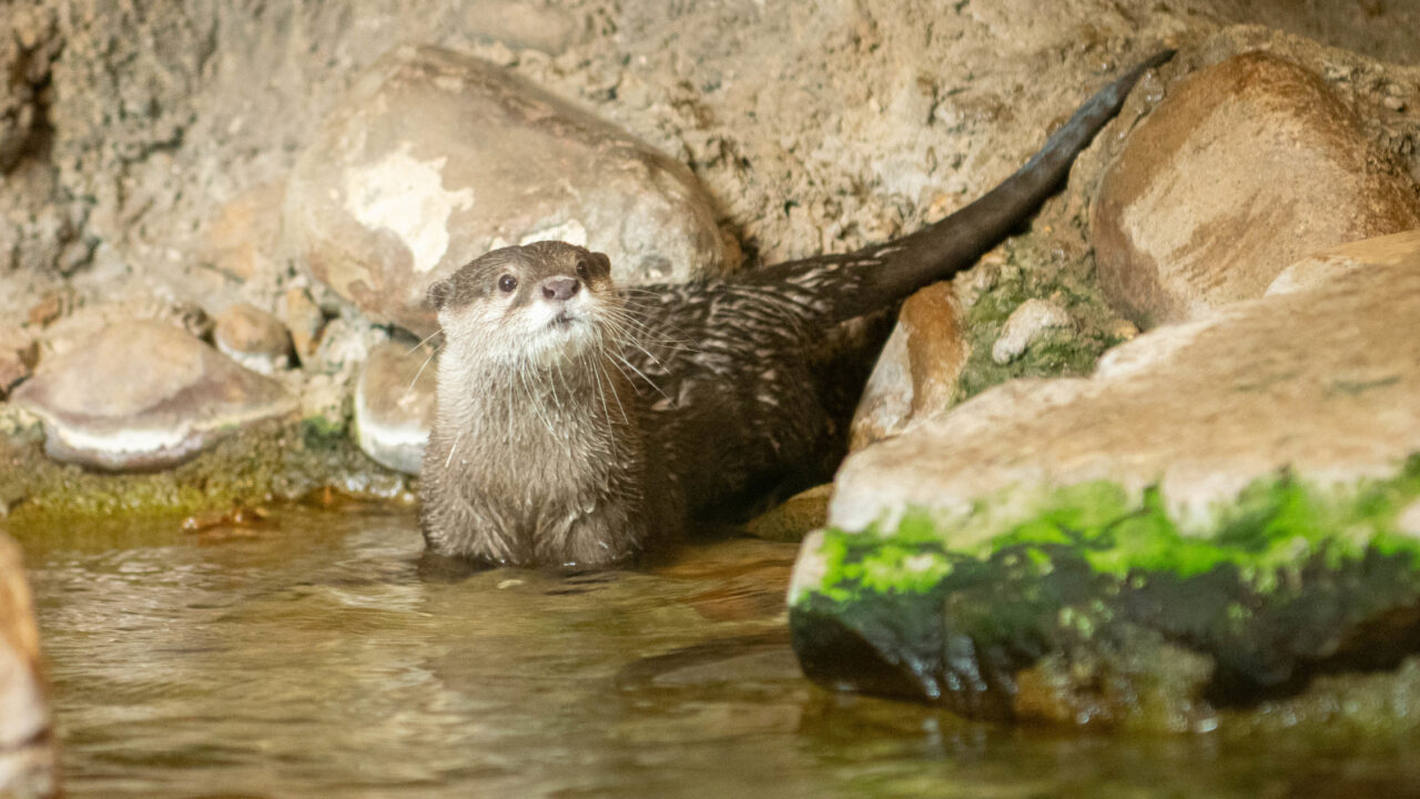 Athena the Asian small-clawed river otter in water