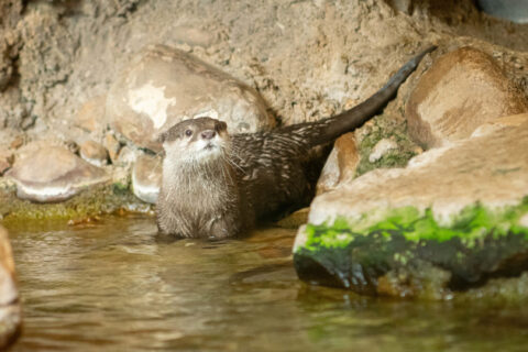 Athena the Asian small-clawed river otter in water