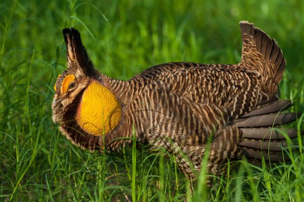 Meet Houston Zoo Wildlife Heroes and Save Birds at the Attwater’s Prairie Chicken SOS Event April 6th and 7th!
