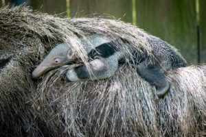 Update on baby Giant Anteater “Rio”