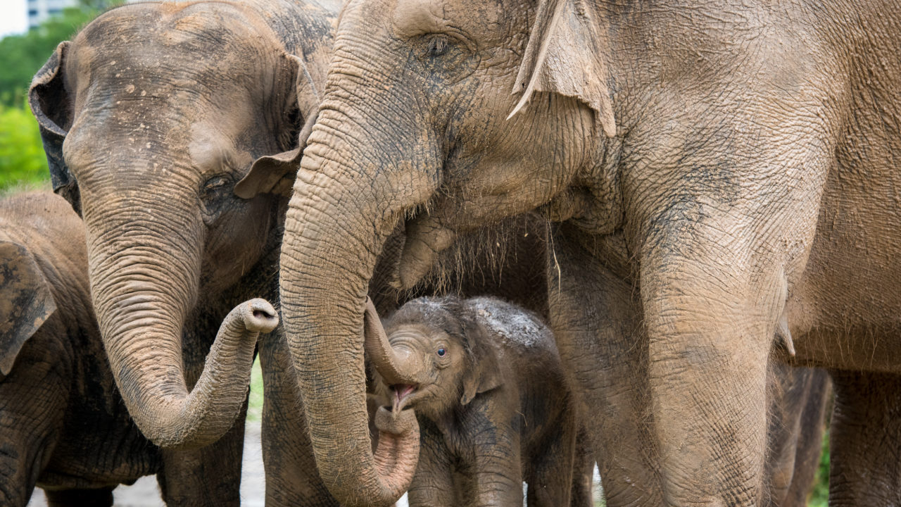 McNair Elephant Habitat Area - The Houston Zoo