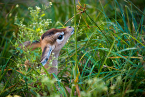 Record Zoo Attendance for Ninth Consecutive Year