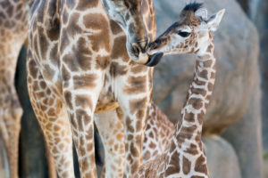 Houston’s Second Baby Giraffe Gets a Name and Makes Her Debut
