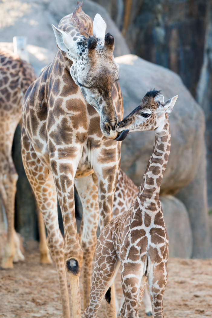 Houston’s Second Baby Giraffe Gets a Name and Makes Her