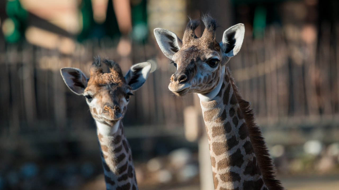 Masai Giraffe - The Houston Zoo