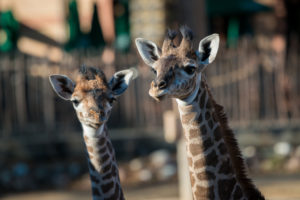Masai Giraffe