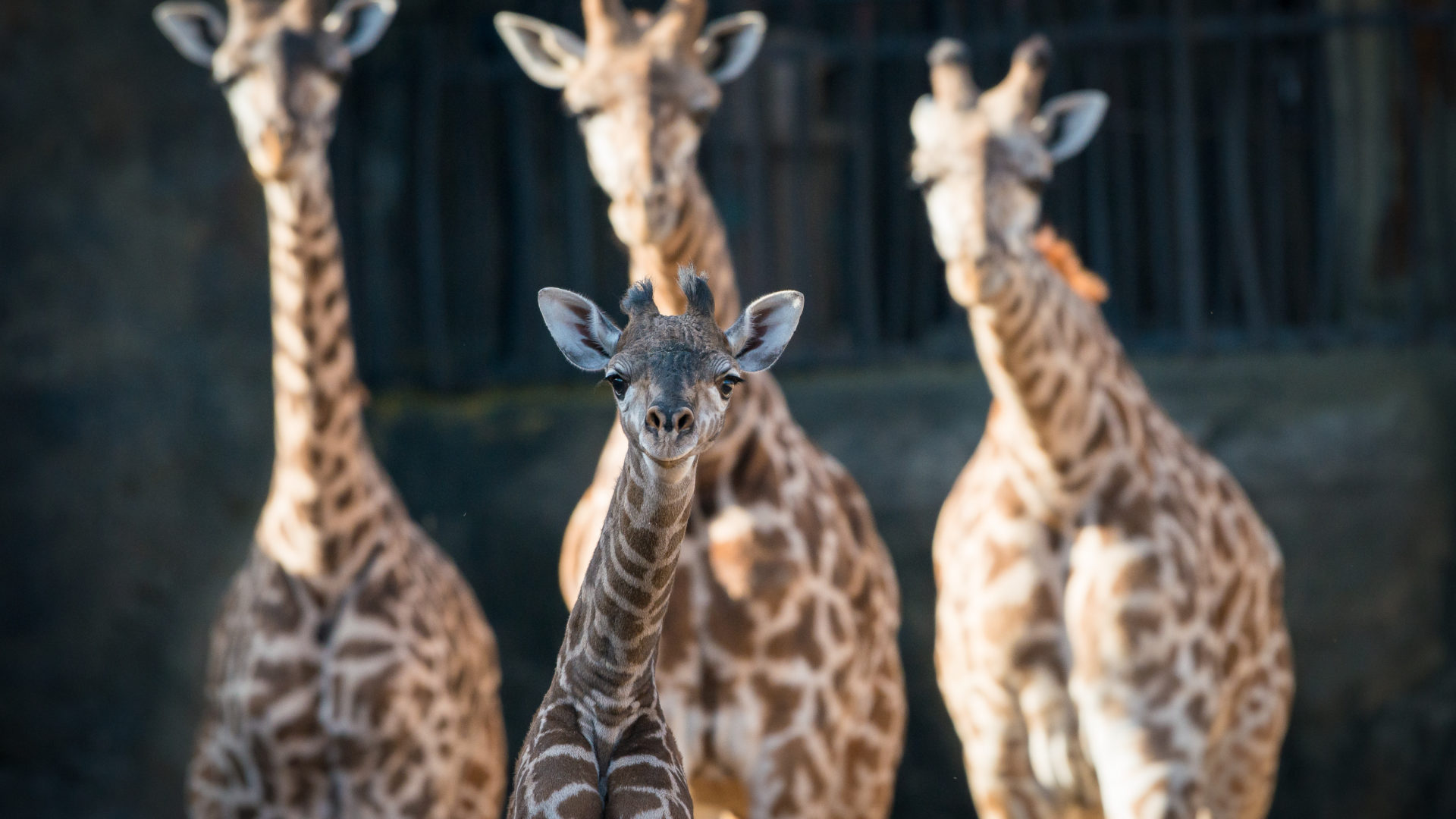 Giraffe Feeding Platform - The Houston Zoo