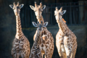 Giant Giraffes